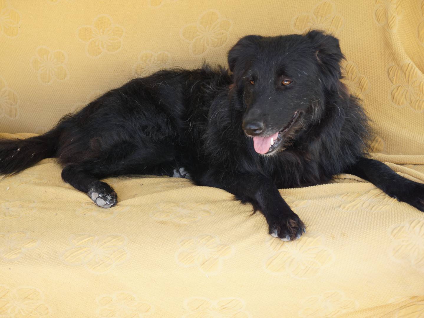 Adotta il cane Viola a Pescara