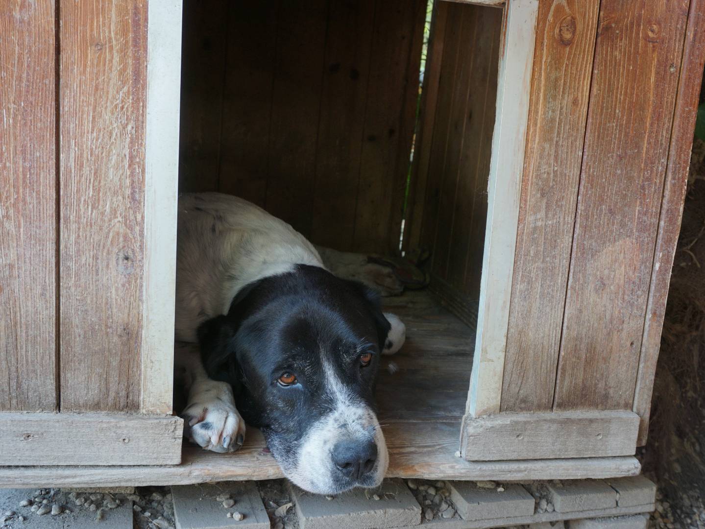 Adotta un cane, maschio, 8 anni e 7 mesi, Pescara