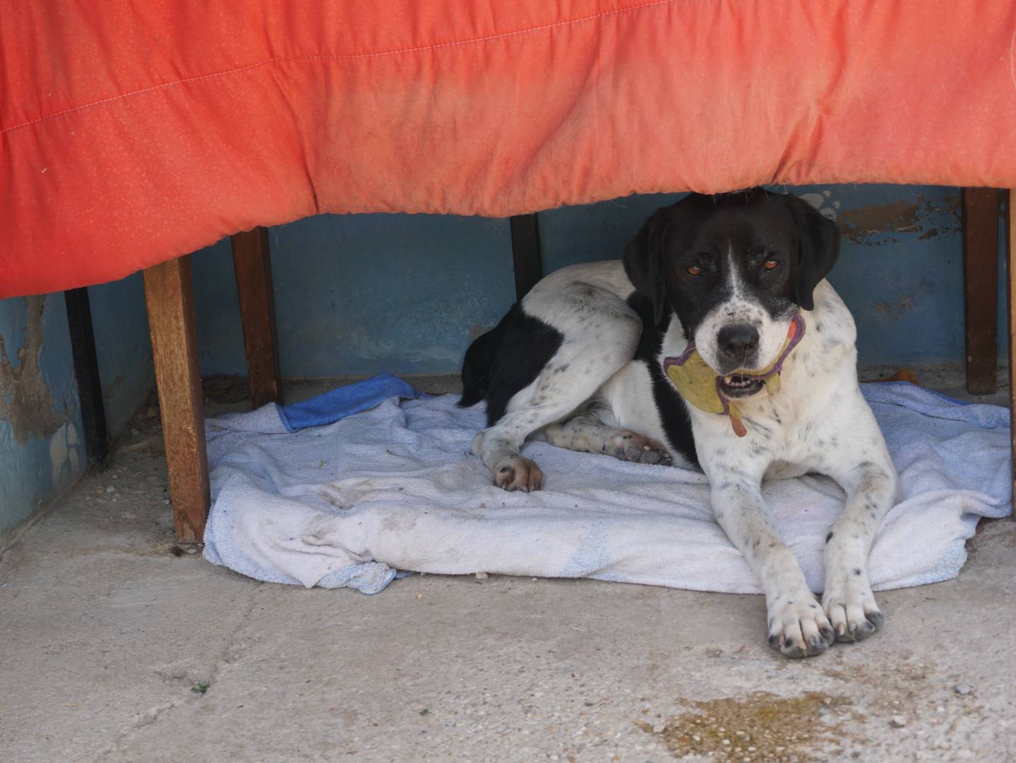 Adozione cane, maschio, Razza sconosciuta Razza sconosciuta, 8 anni e 7 mesi, taglia grande, Pescara