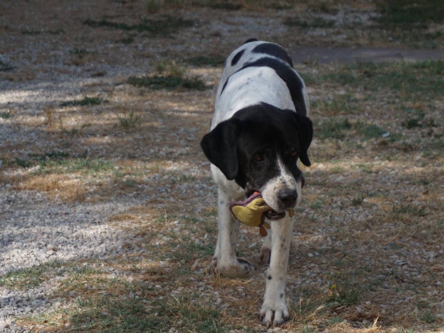 Adotta un cane, taglia grande, maschio, Pescara