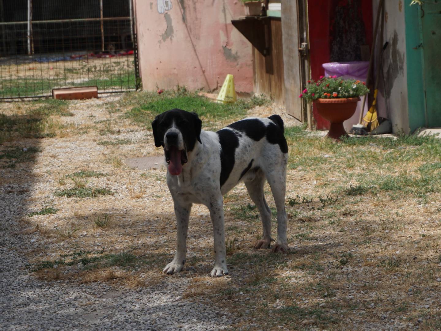 Vuoi adottare un cane a Pescara?