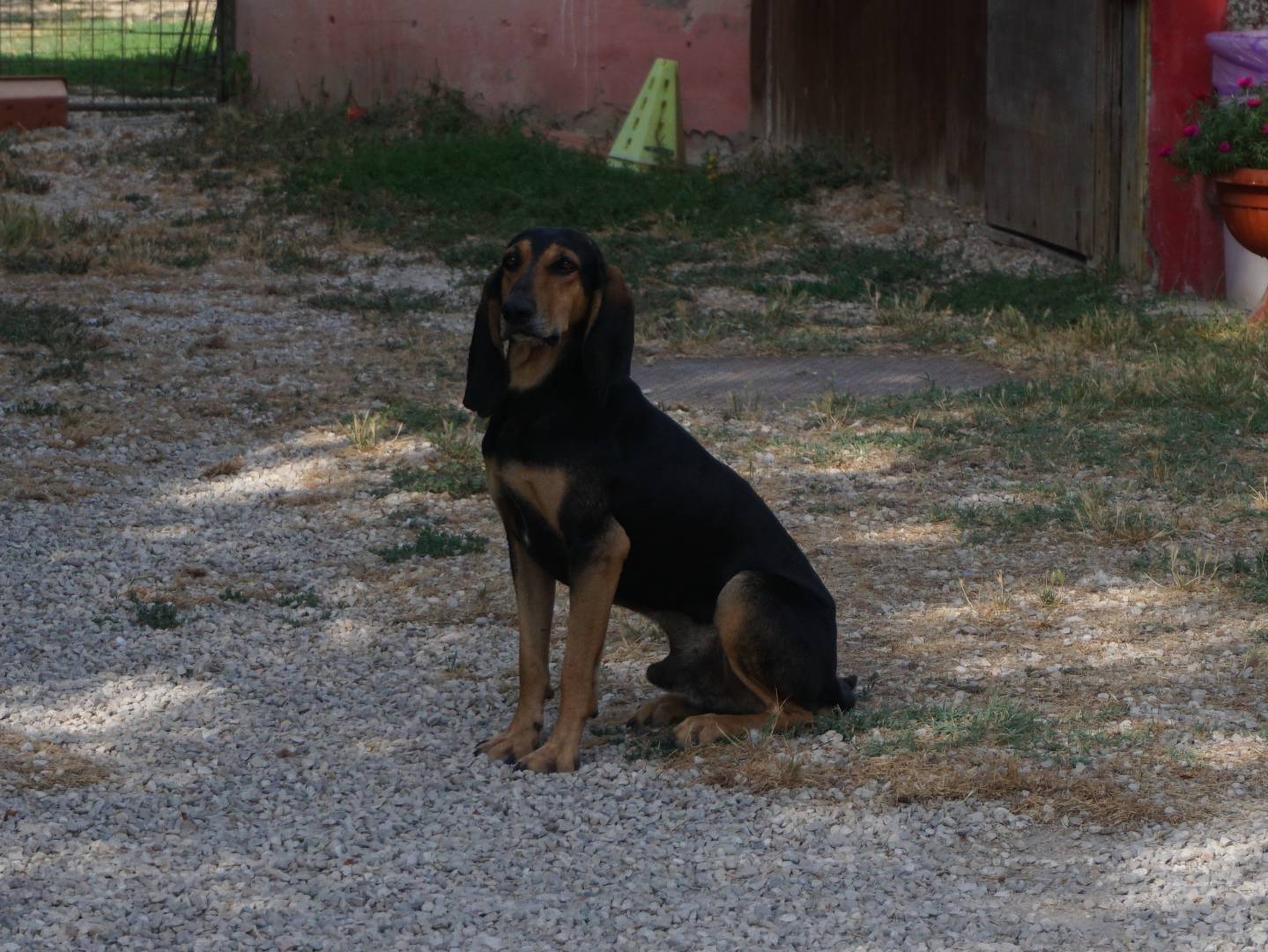 Adotta un cane, maschio, 4 anni e 1 mese, Pescara