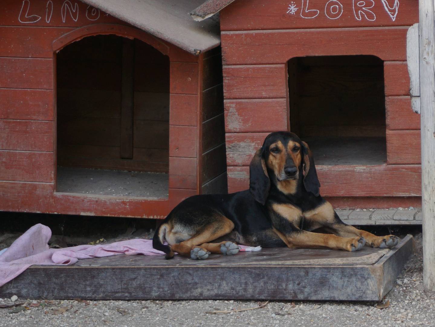 Adozione cane, maschio, Segugio Razza sconosciuta, 4 anni e 1 mese, taglia media contenuta, Pescara
