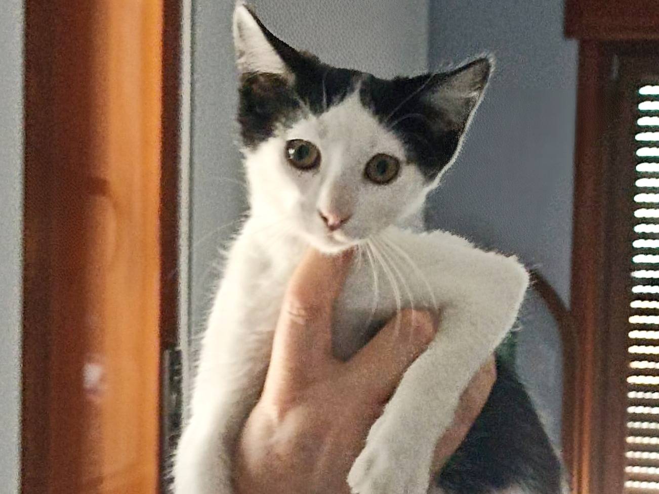 Adozione gatto, femmina, Razza sconosciuta Razza sconosciuta, 2 anni e 4 mesi, taglia non valida, Catania