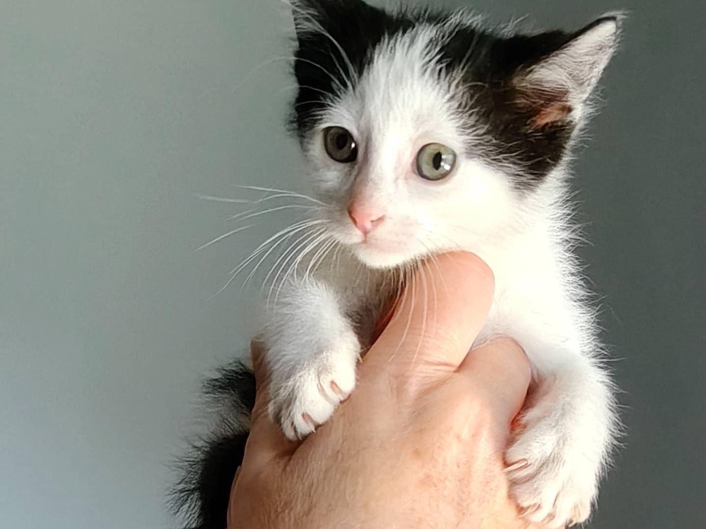 Adotta un gatto, femmina, 2 anni e 4 mesi, Catania