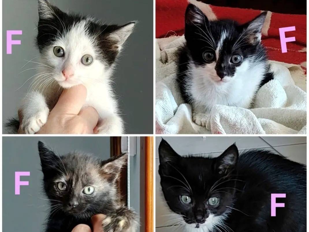 Adotta un gatto, taglia non valida, femmina, Catania