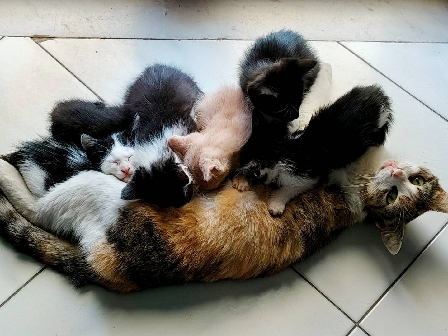 Vuoi adottare un gatto a Catania?