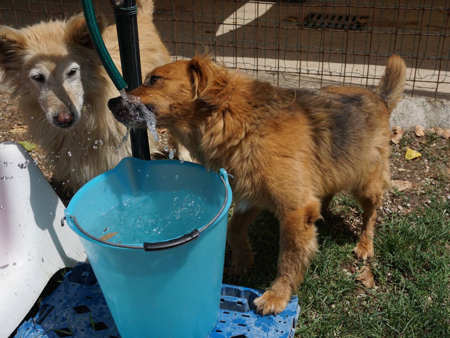 Vuoi adottare un cane a Pescara?