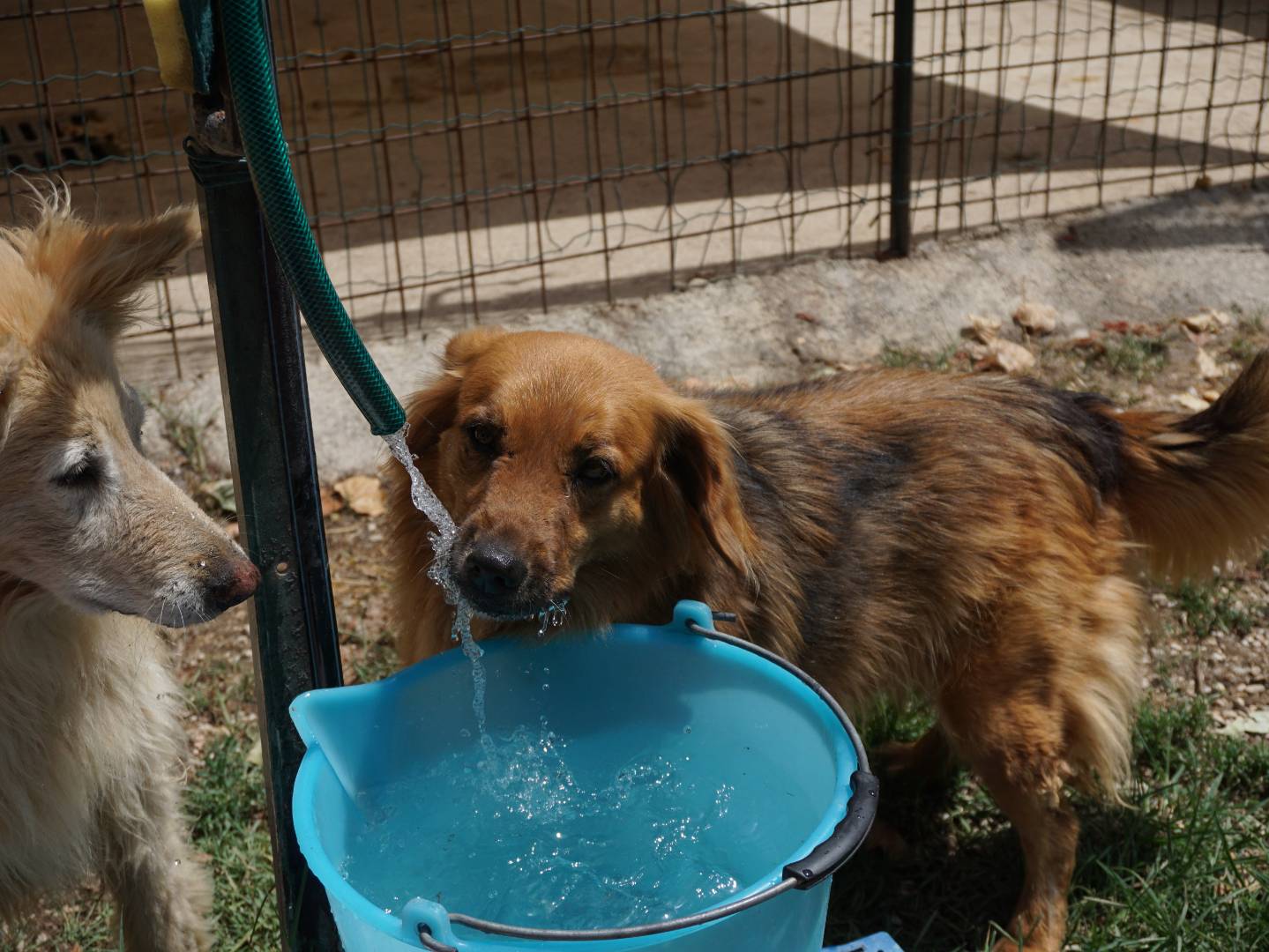 Adotta il cane Laika a Pescara