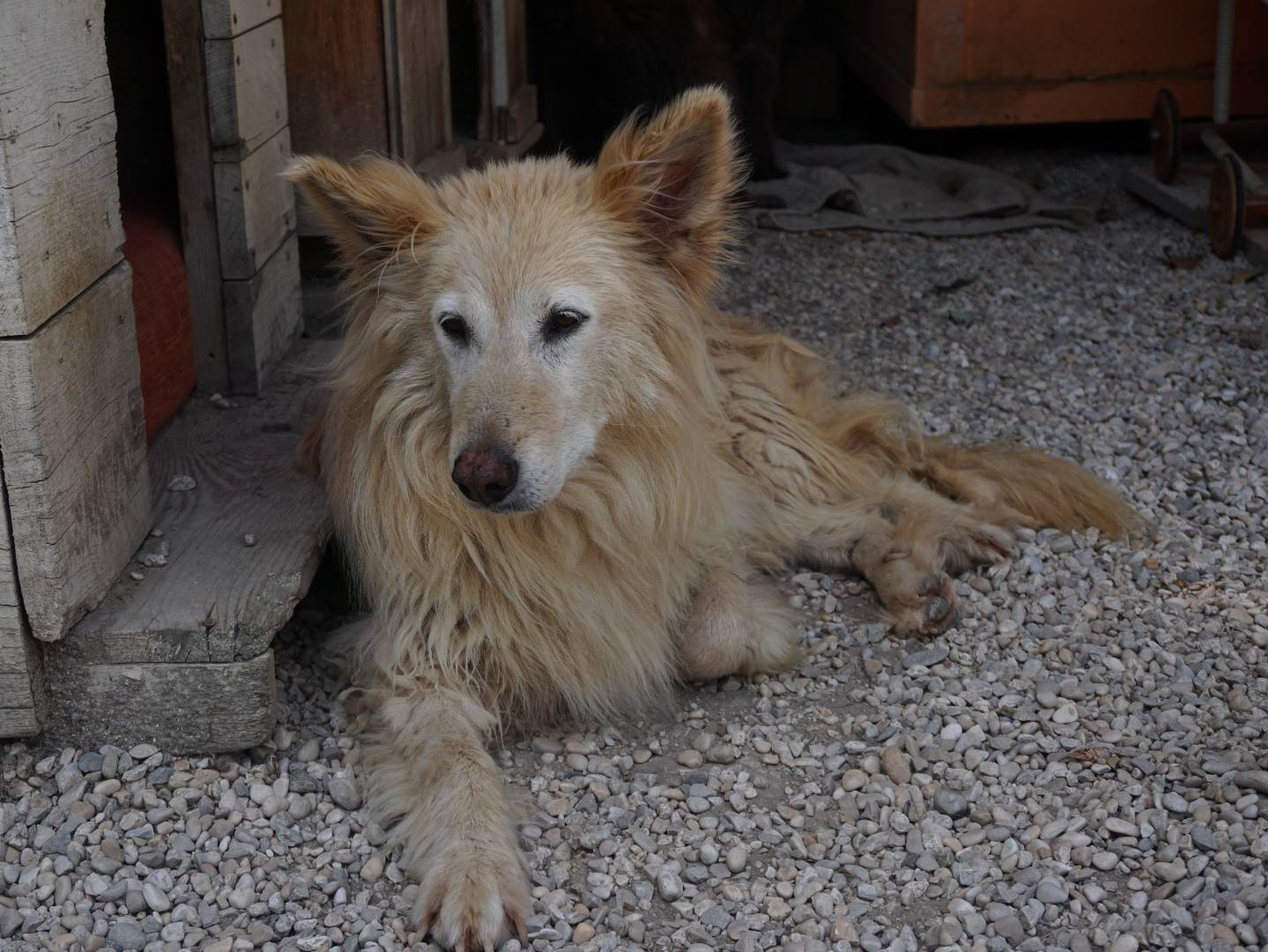 Adozione cane, femmina, Razza sconosciuta Razza sconosciuta, 10 anni e 2 mesi, taglia media, Pescara