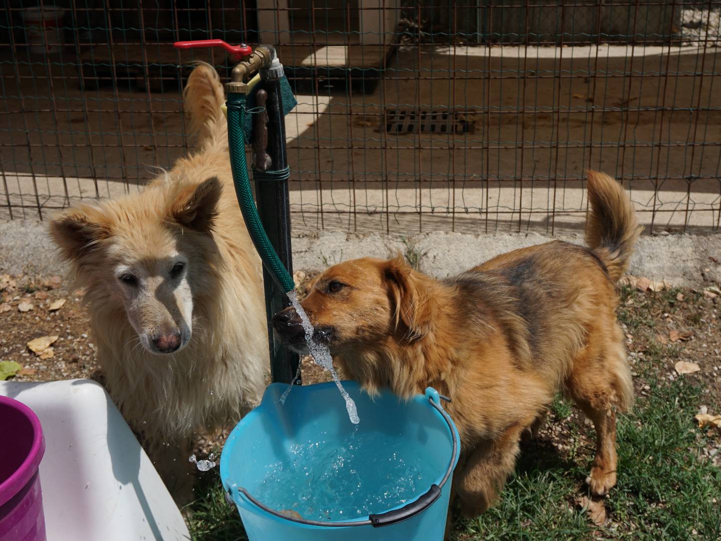 Adotta un cane, femmina, 10 anni e 2 mesi, Pescara