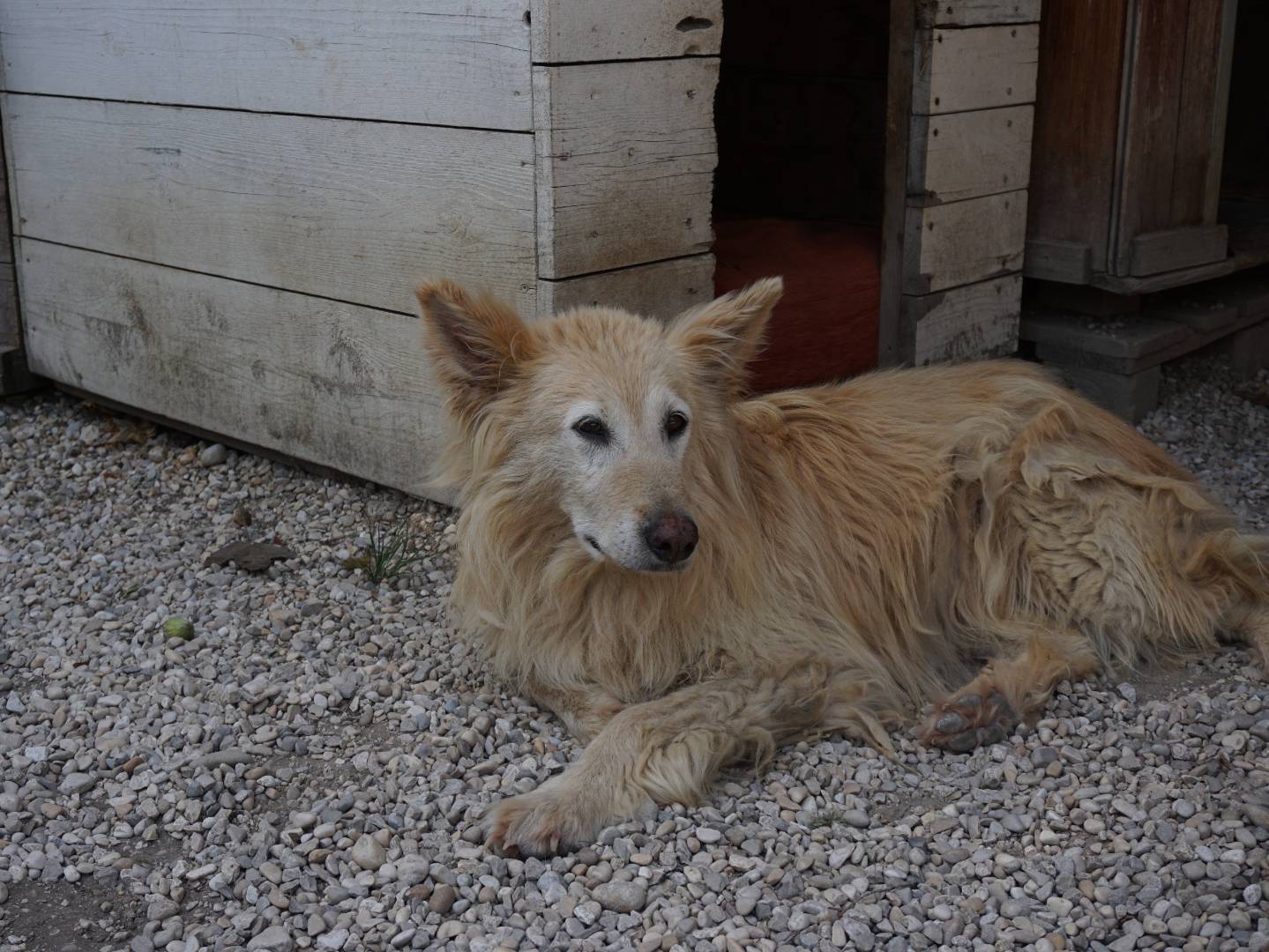 Adotta un cane, taglia media, femmina, Pescara