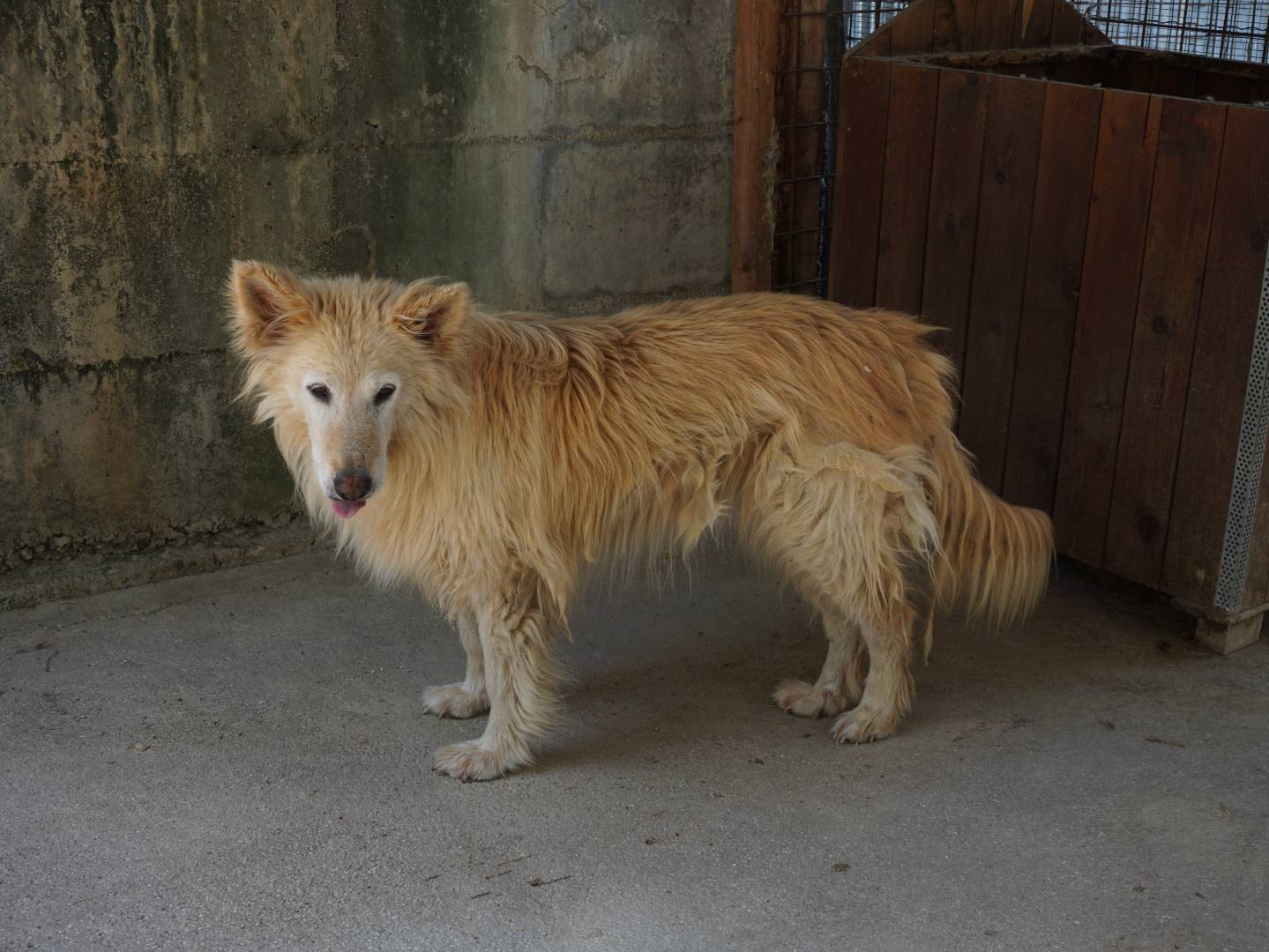 Vuoi adottare un cane a Pescara?