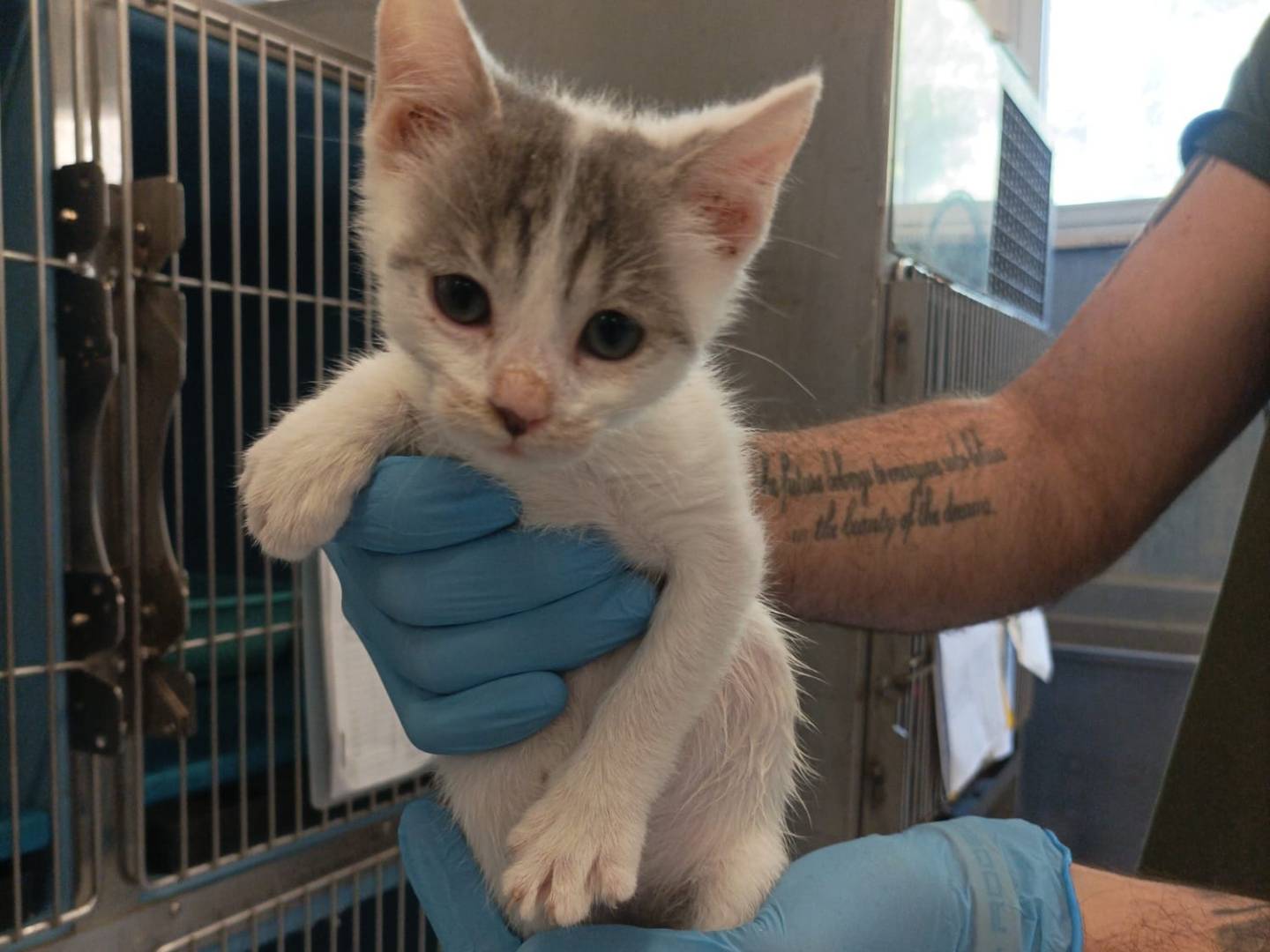 Adozione gatto, maschio, Razza sconosciuta Razza sconosciuta, 2 mesi, taglia non valida, Latina