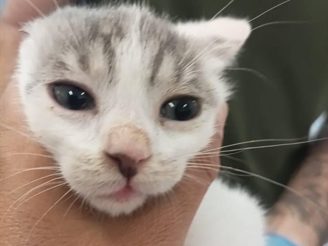 Adotta un gatto, maschio, 2 mesi, Latina
