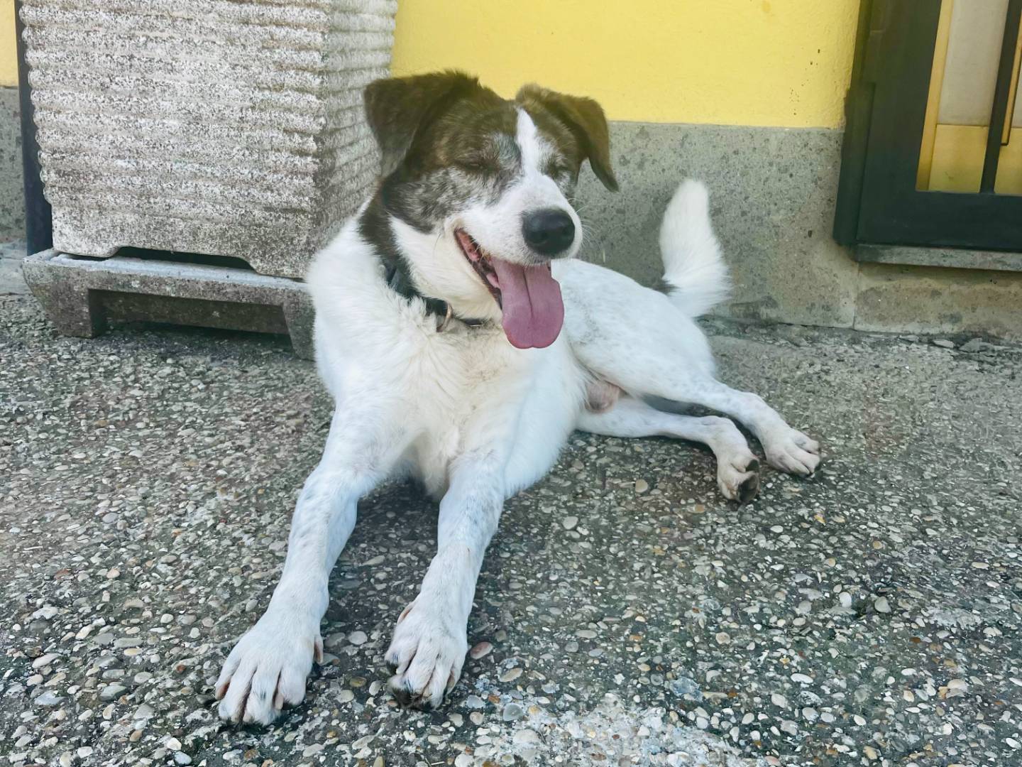 Adozione cane, maschio, Razza sconosciuta Razza sconosciuta, 9 anni e 5 mesi, taglia media, Roma