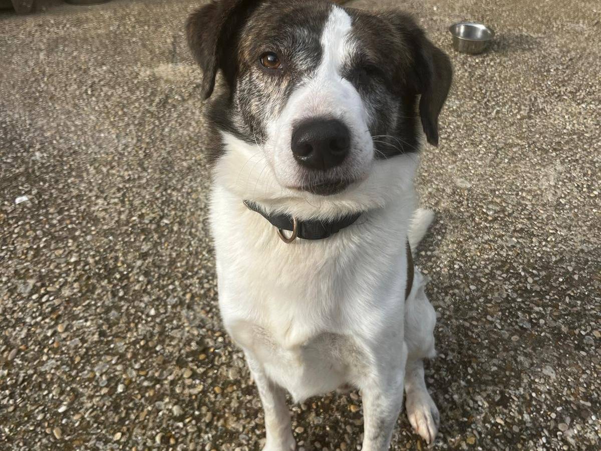 Adotta un cane, maschio, 9 anni e 5 mesi, Roma