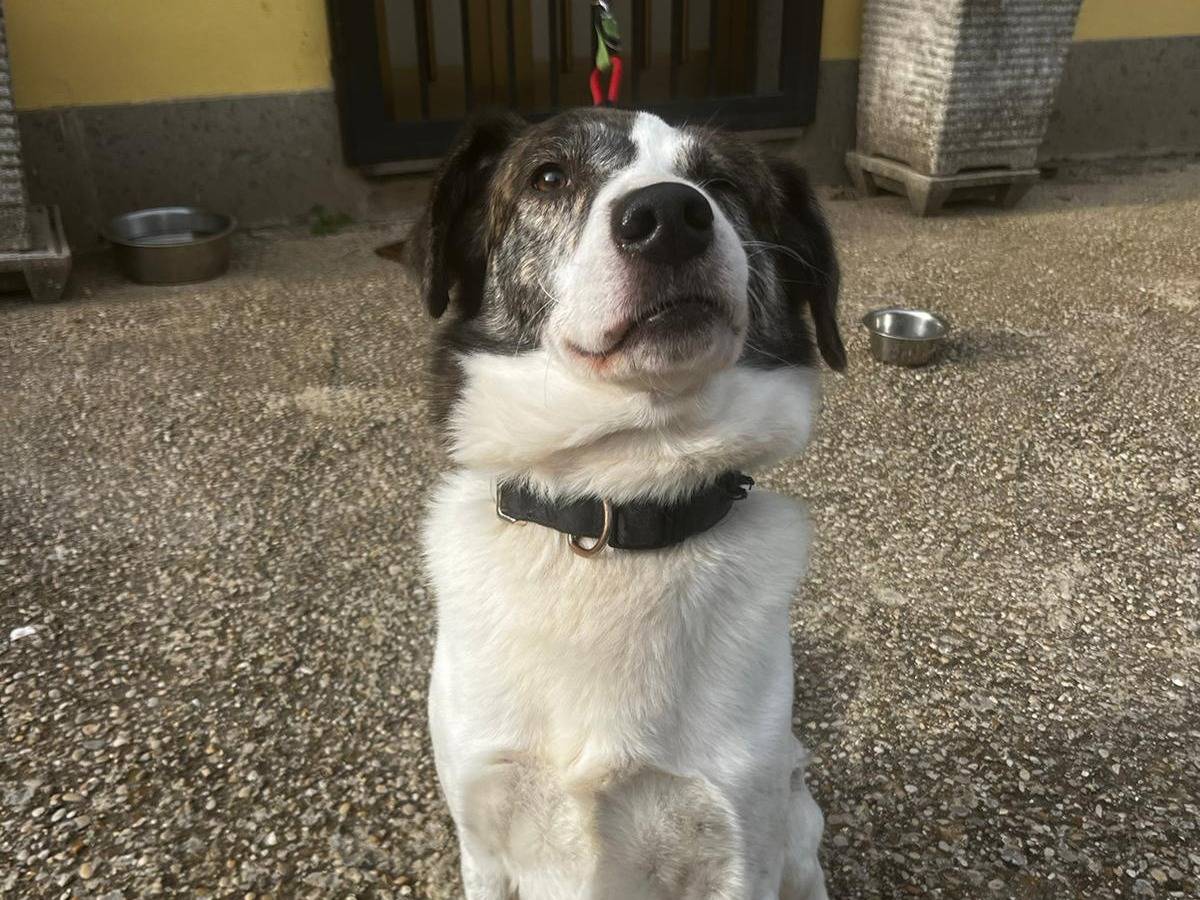 Adotta un cane, taglia media, maschio, Roma