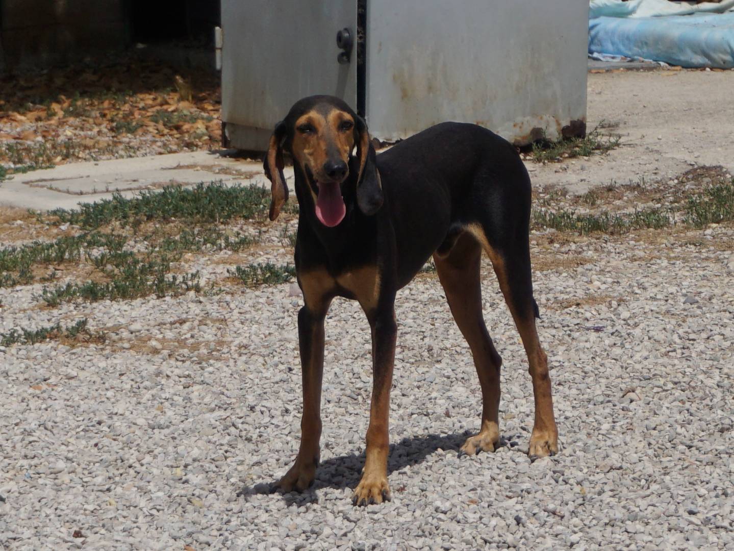 Adozione cane, maschio, Segugio Razza sconosciuta, 3 anni, taglia media contenuta, Pescara