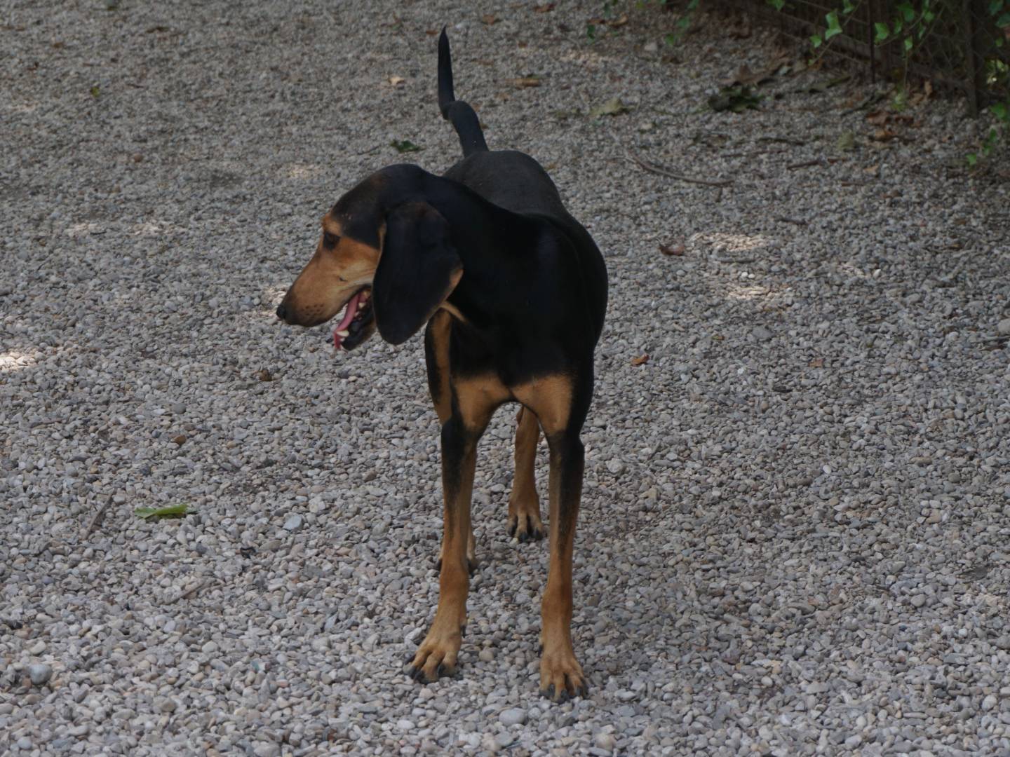 Adotta un cane, maschio, 3 anni, Pescara