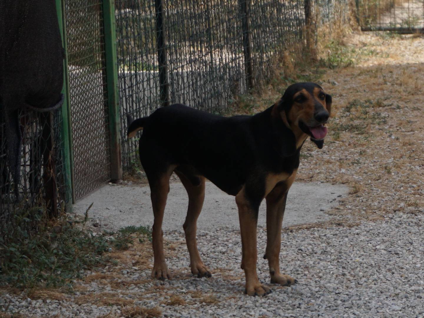 Adotta un cane, taglia media contenuta, maschio, Pescara