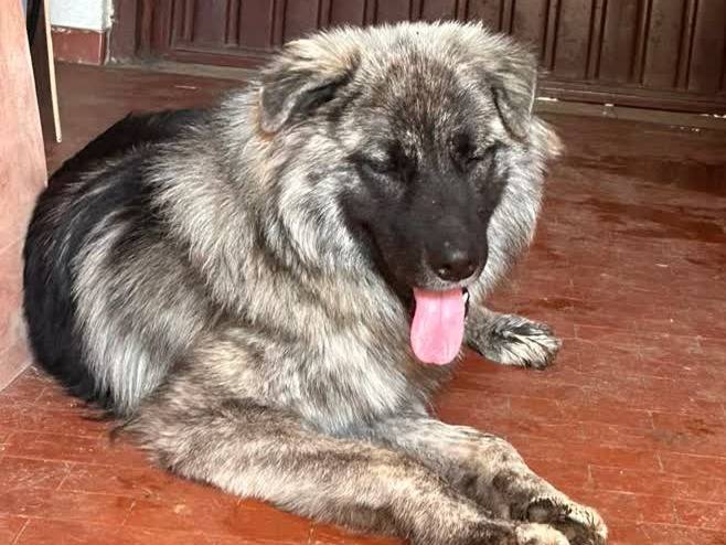 Adozione cane, maschio, Pastore della Russia meridionale Razza sconosciuta, 10 mesi, taglia grande, Padova