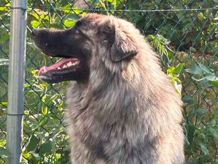 Adotta un cane, maschio, 10 mesi, Padova