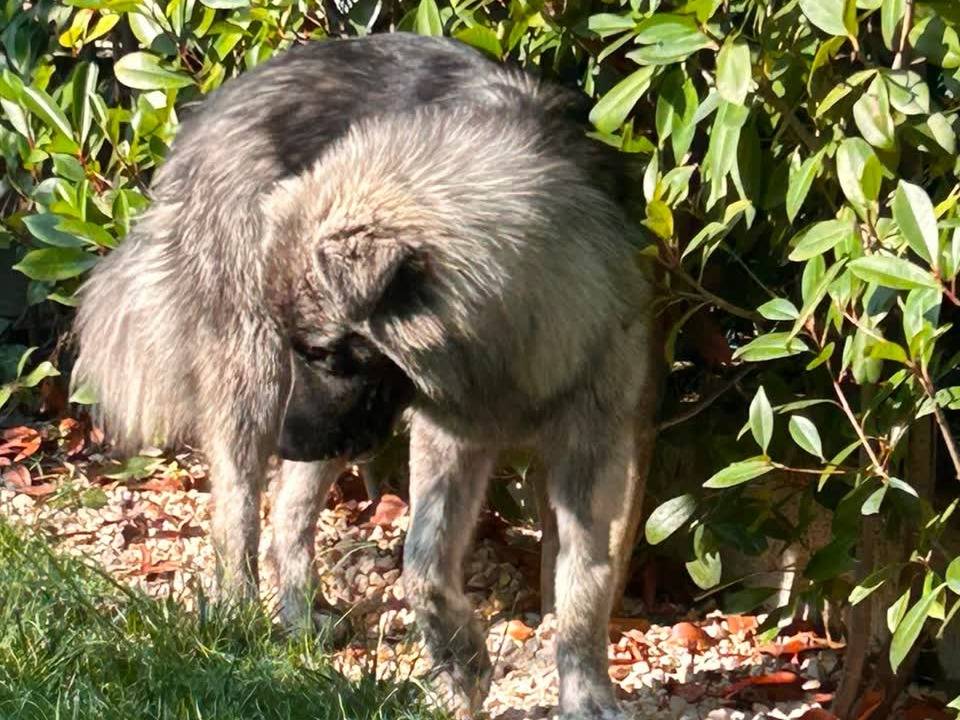 Vuoi adottare un cane a Padova?