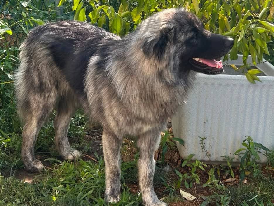 Adotta il cane LEO a Padova
