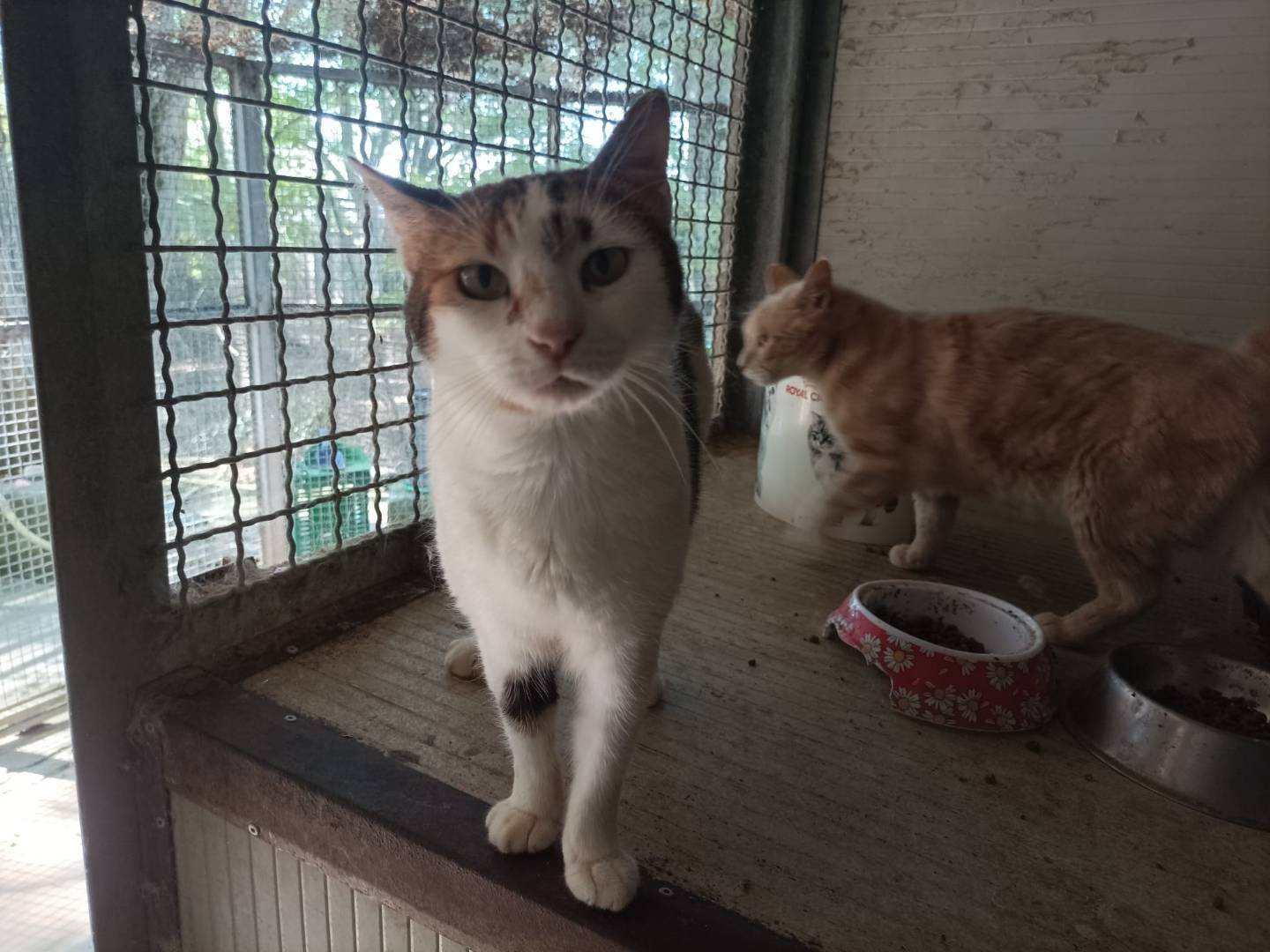Vuoi adottare un gatto a Latina?
