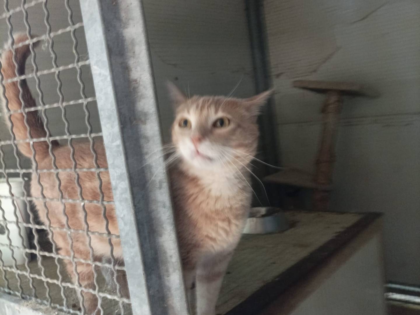 Adozione gatto, maschio, Razza sconosciuta Razza sconosciuta, 2 anni e 5 mesi, taglia non valida, Latina