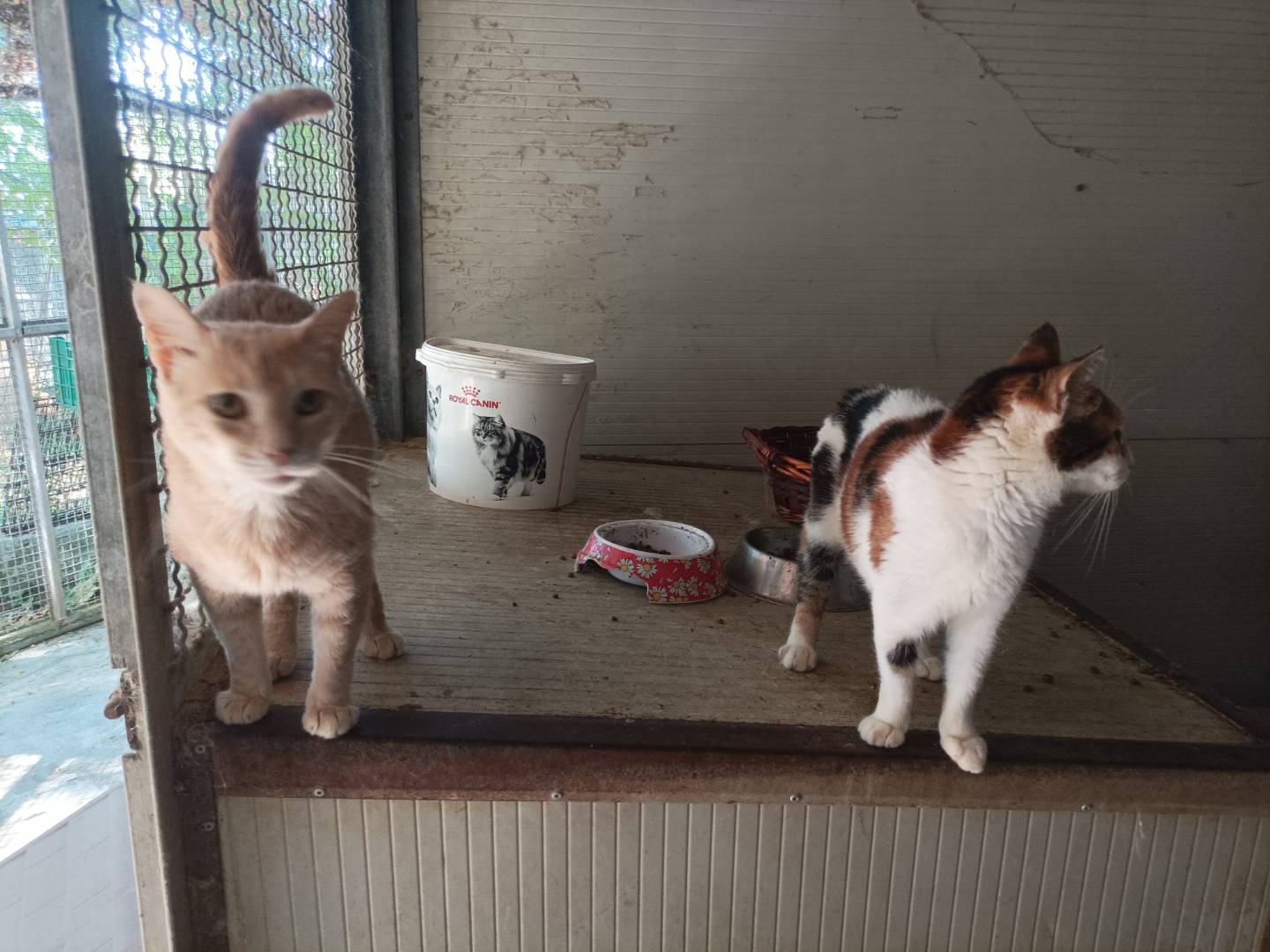 Adotta un gatto, maschio, 2 anni e 5 mesi, Latina