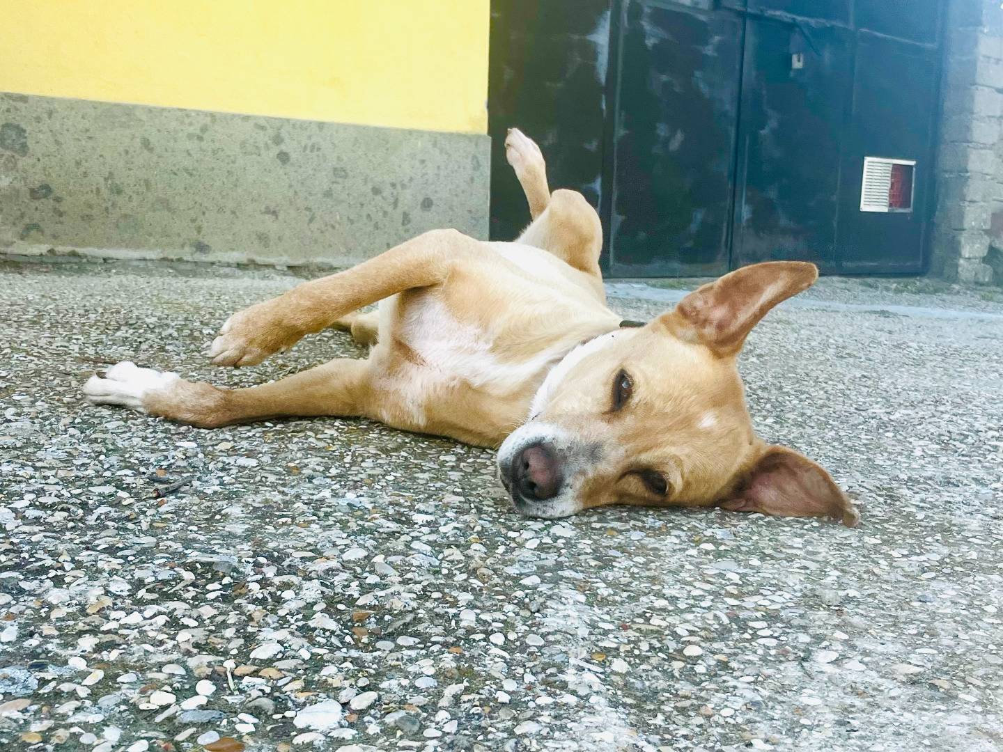 Adozione cane, femmina, Razza sconosciuta Razza sconosciuta, 12 anni e 3 mesi, taglia media, Roma