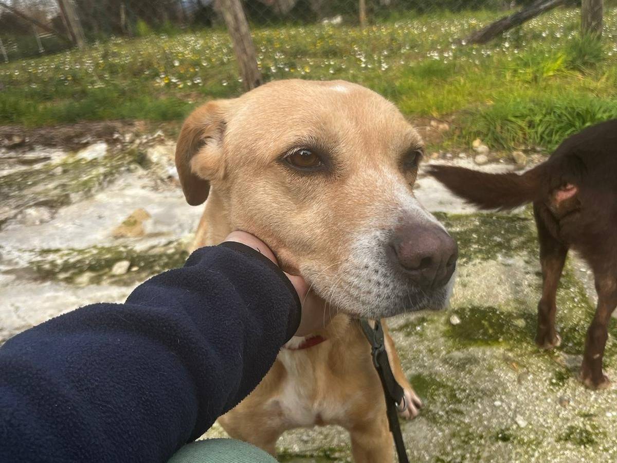 Adotta un cane, femmina, 12 anni e 3 mesi, Roma