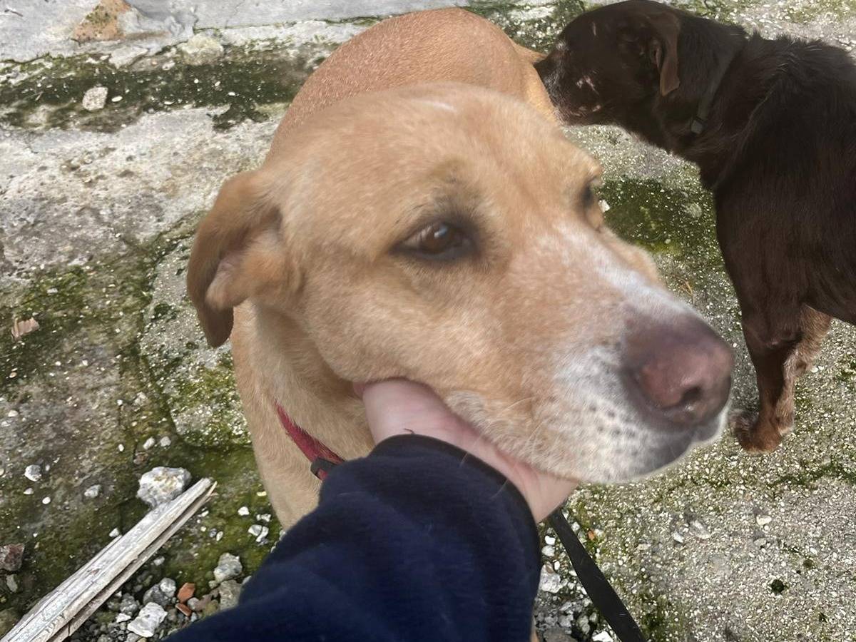Adotta un cane, taglia media, femmina, Roma