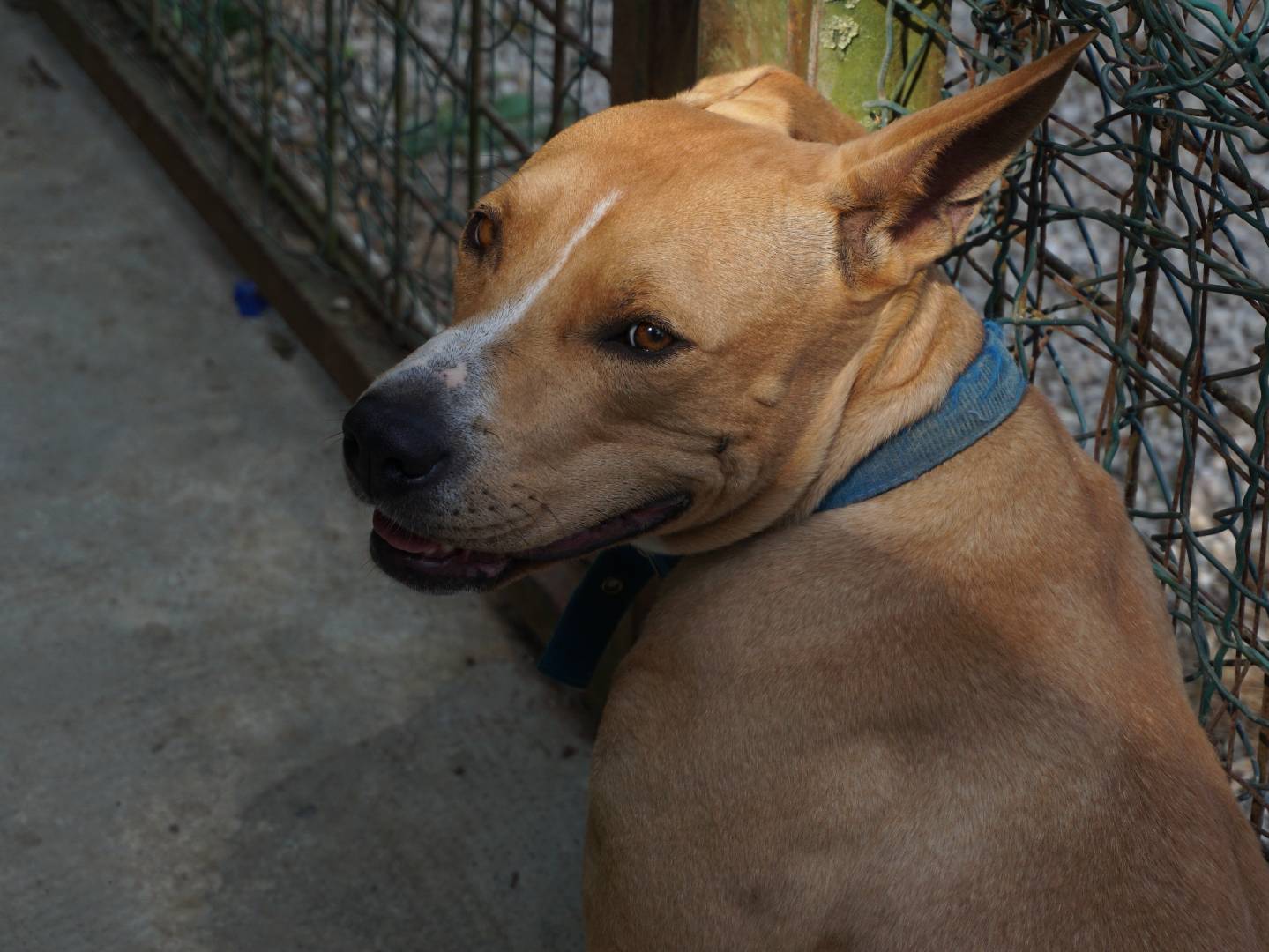 Adozione cane, femmina, Pitbull Razza sconosciuta, 3 anni e 4 mesi, taglia media, Pescara