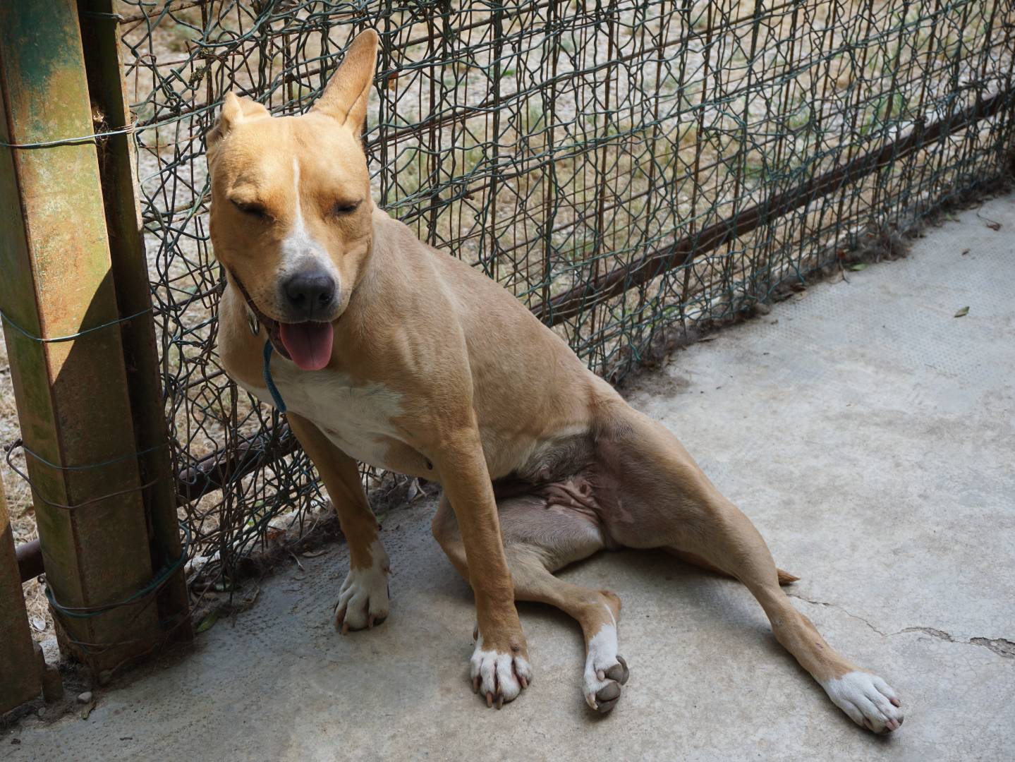 Adotta un cane, femmina, 3 anni e 4 mesi, Pescara