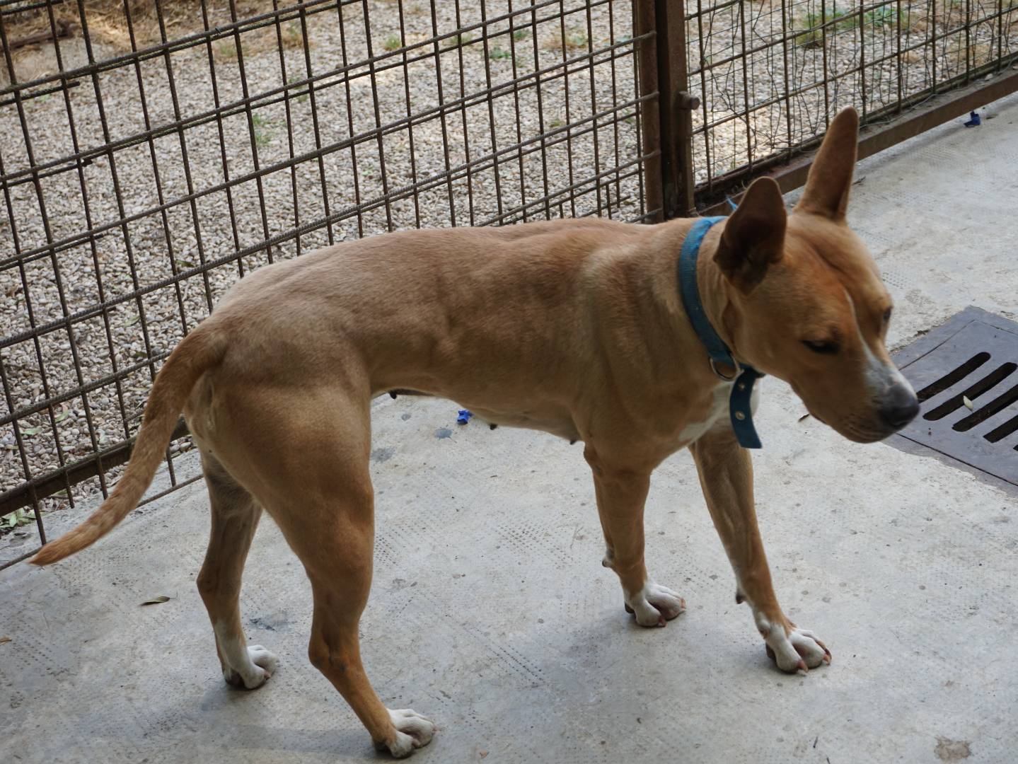 Adotta un cane, taglia media, femmina, Pescara