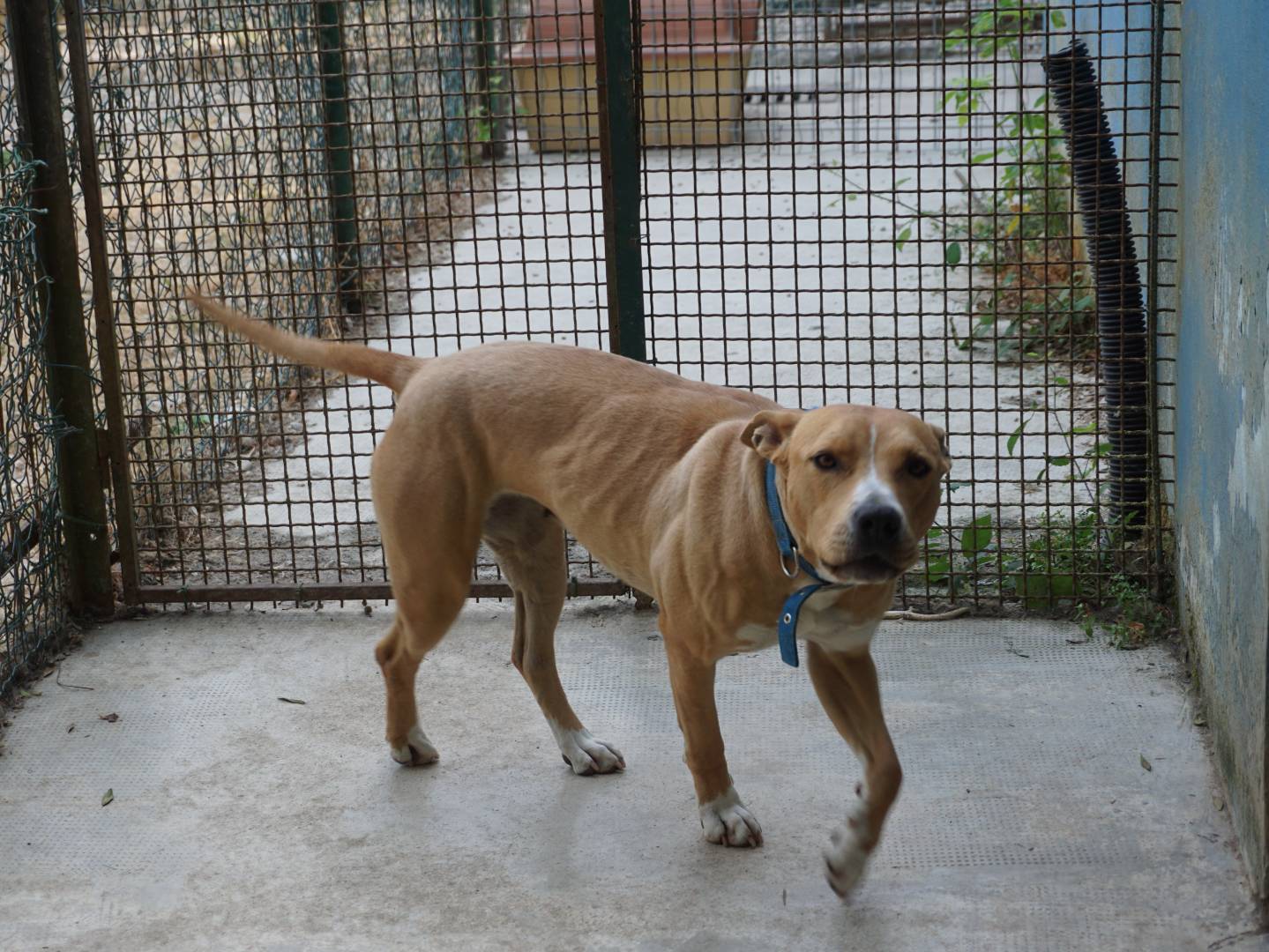 Vuoi adottare un cane a Pescara?