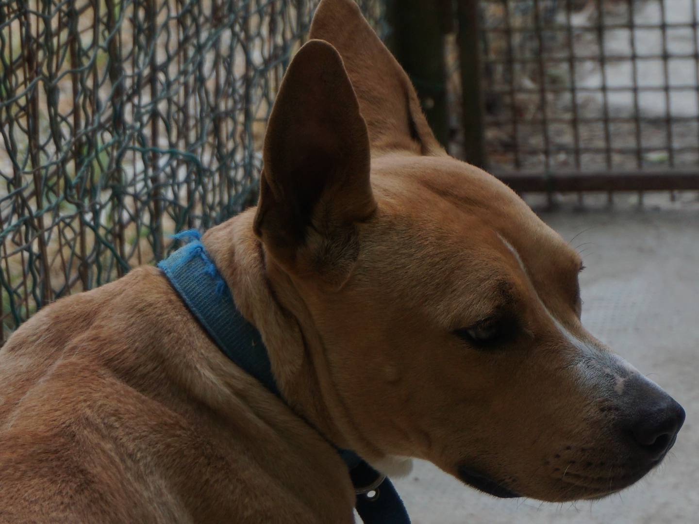 Adotta il cane Afrodite a Pescara