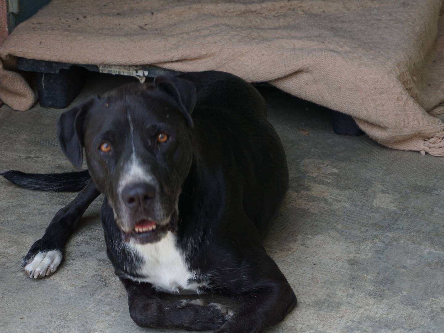 Adozione cane, maschio, Razza sconosciuta Razza sconosciuta, 5 anni e 2 mesi, taglia grande, Pescara
