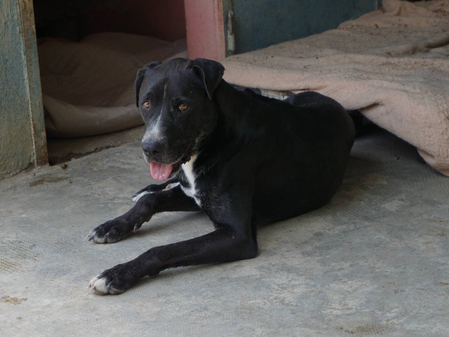 Adotta un cane, taglia grande, maschio, Pescara
