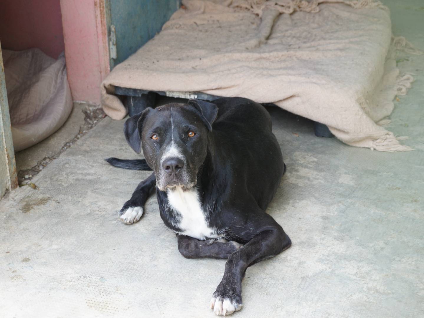 Adotta un cane, maschio, 5 anni e 2 mesi, Pescara