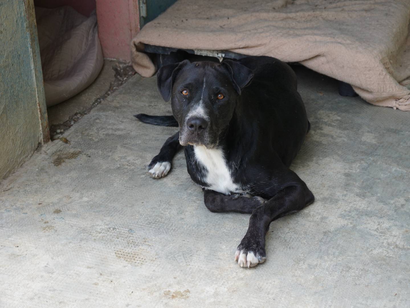 Vuoi adottare un cane a Pescara?