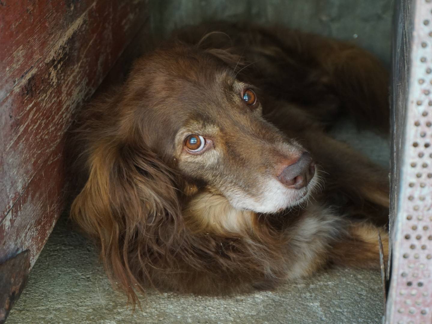 Adozione cane, maschio, Razza sconosciuta Razza sconosciuta, 10 anni e 2 mesi, taglia media, Pescara
