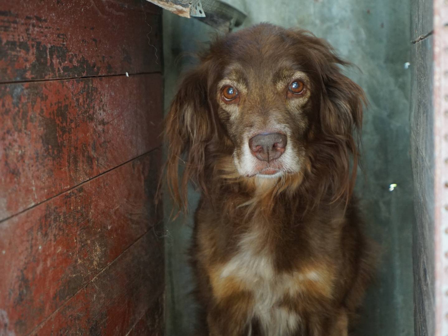 Adotta un cane, maschio, 10 anni e 2 mesi, Pescara
