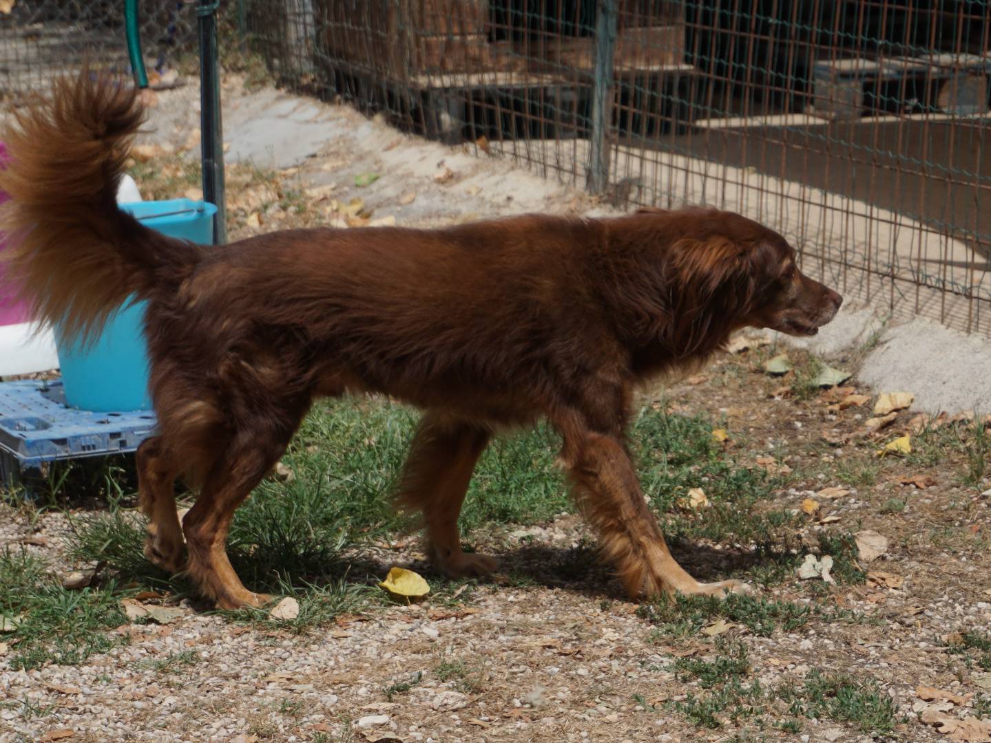 Adotta un cane, taglia media, maschio, Pescara