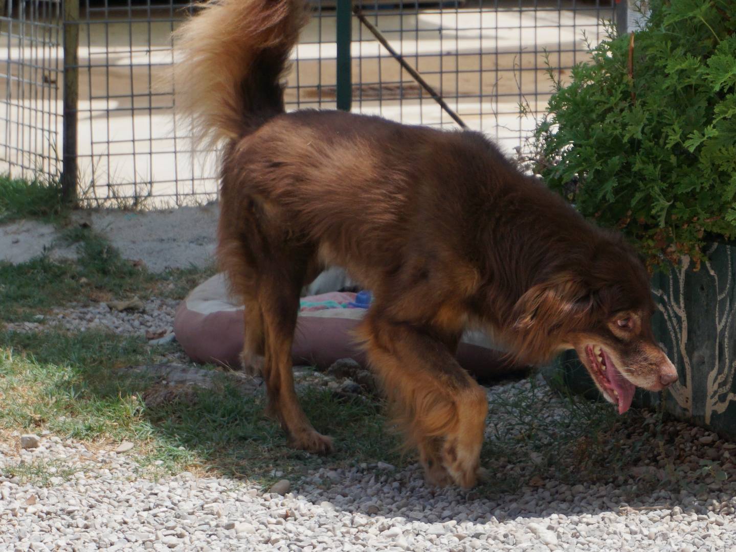Vuoi adottare un cane a Pescara?