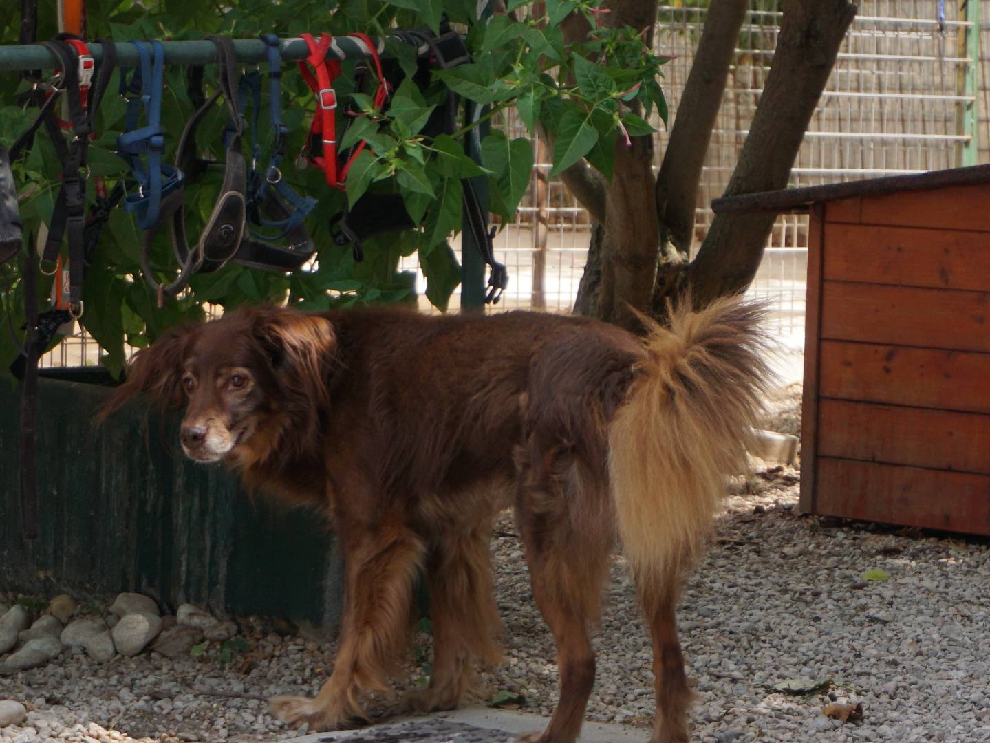 Adotta il cane Zeus a Pescara
