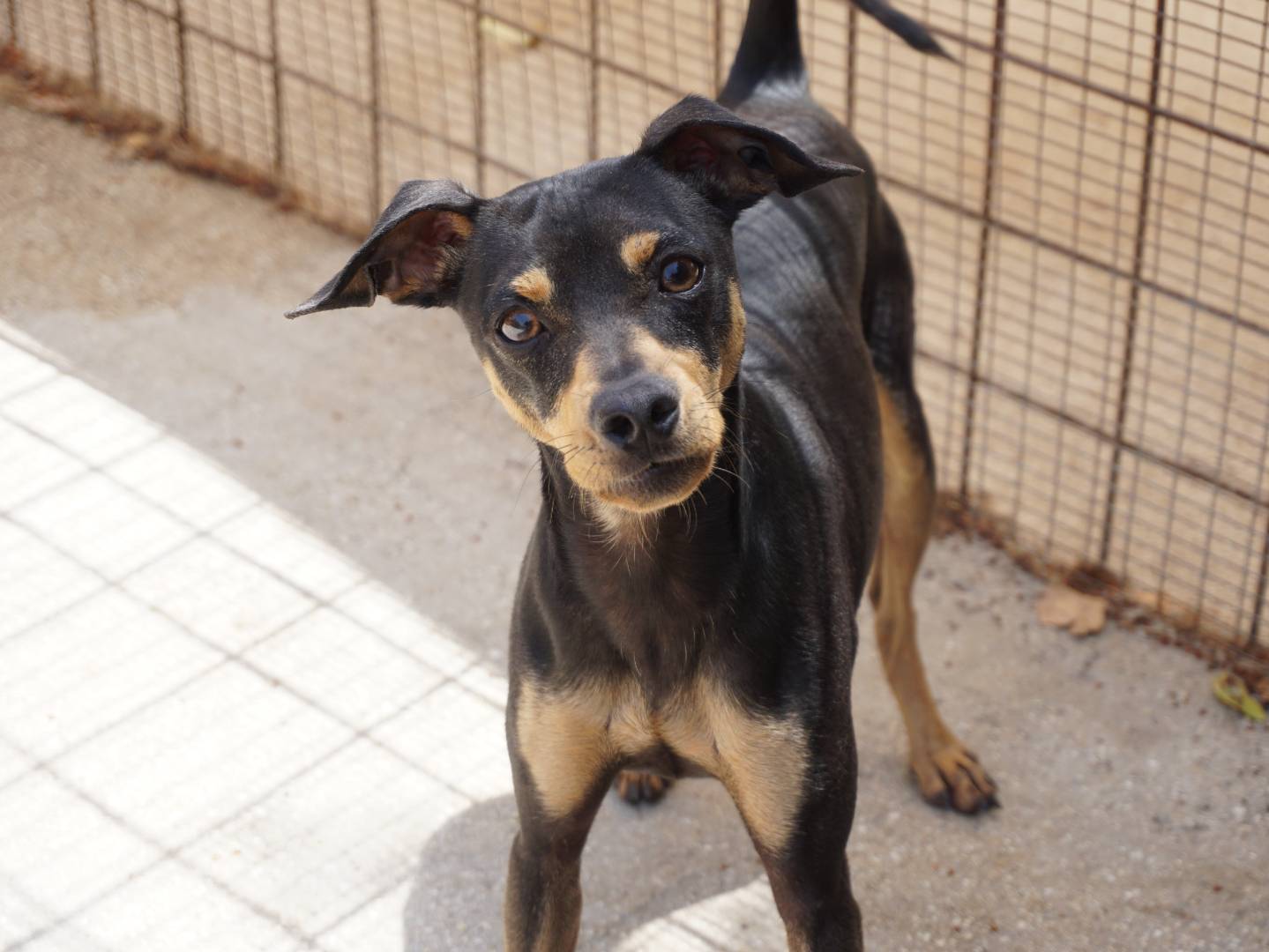 Adozione cane, maschio, Pinscher Razza sconosciuta, 2 anni, taglia piccola, Pescara